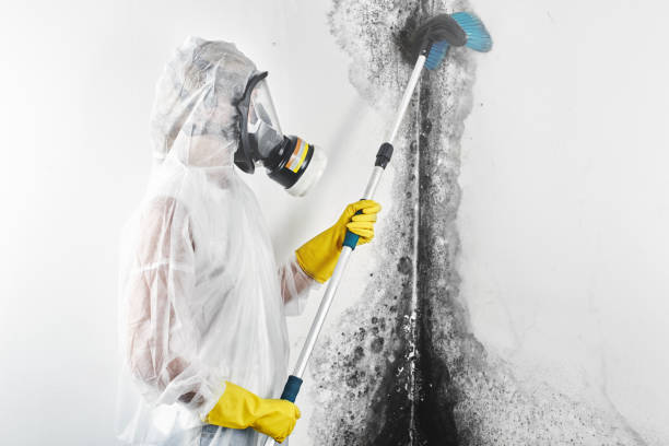 Best Mold Removal for HVAC Installations  in Beecher, IL