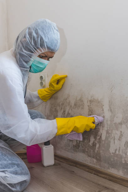 Beecher, IL Mold Removal Company